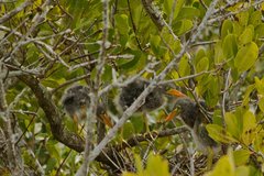 Butorides virescens image