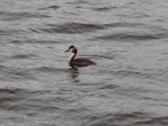 Podiceps cristatus