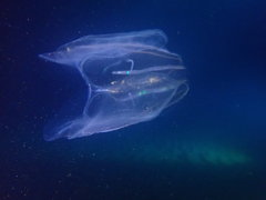 Leucothea multicornis