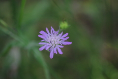 Knautia integrifolia