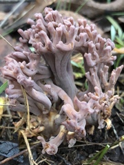 Ramaria fennica