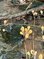 Vibrissea truncorum