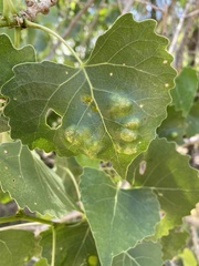 Taphrina populi-salicis