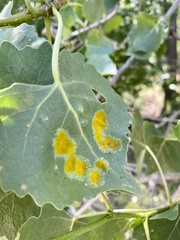 Taphrina populi-salicis