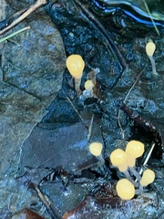 Vibrissea truncorum