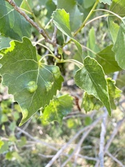 Taphrina populi-salicis