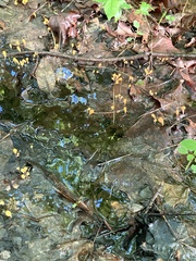 Vibrissea truncorum