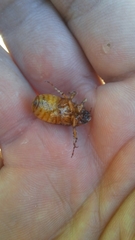 Rhizotrogus aestivus