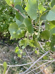 Taphrina populi-salicis