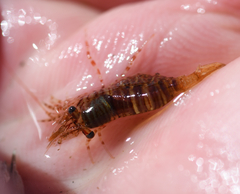 Heptacarpus pugettensis