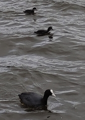 Fulica atra