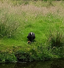 Fulica atra