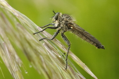 Dysmachus fuscipennis