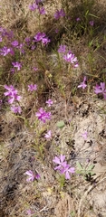 Clarkia biloba