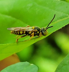 Nomada luteoloides