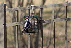 Dryobates villosus villosus