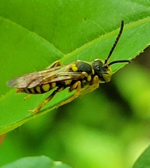Nomada luteoloides