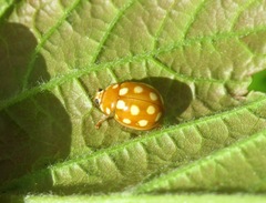 Calvia quindecimguttata