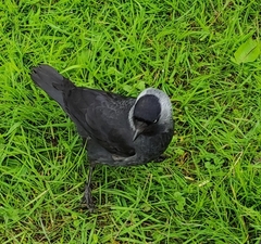 Corvus monedula