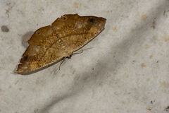 Chorodna ochreimacula