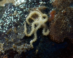 Amphiodia occidentalis