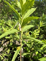 Lysimachia thyrsiflora