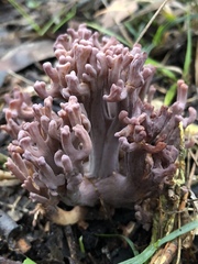 Ramaria fennica