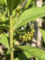 Lysimachia thyrsiflora
