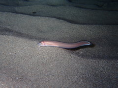 Ophidion