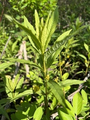 Lysimachia thyrsiflora