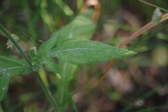 Knautia integrifolia