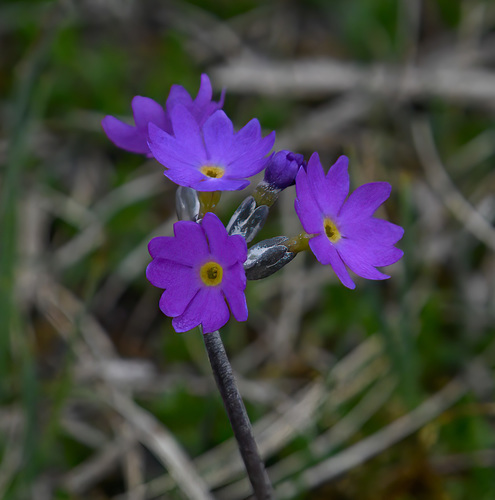 Primula scandinavica, photograph 5