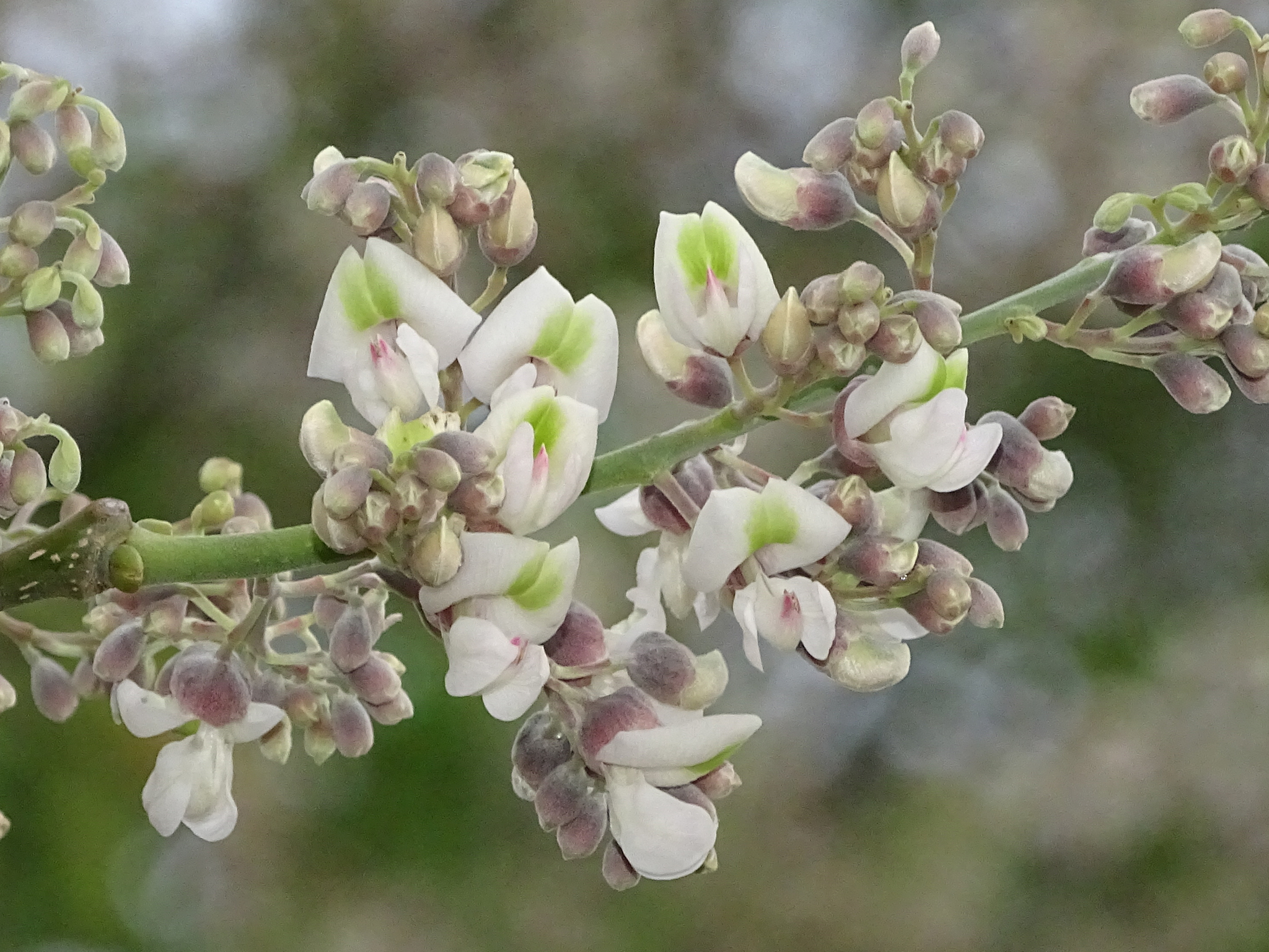 Piscidia