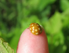 Calvia quindecimguttata