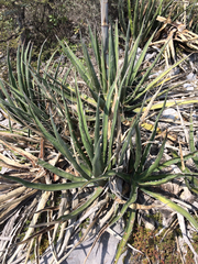 Agave difformis