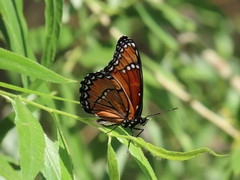 Limenitis archippus obsoleta