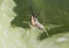 Aedes caspius