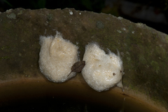 Zhangixalus prasinatus