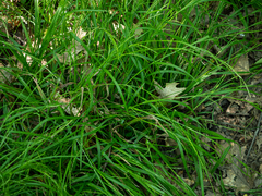Carex strigosa