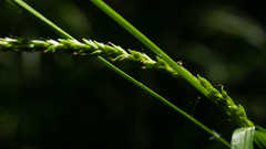 Carex strigosa