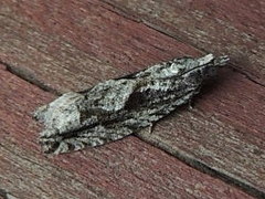 Gretchena concubitana