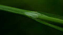 Carex strigosa