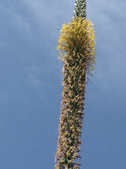 Agave difformis