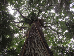 Bertholletia excelsa