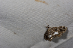 Paracymoriza vagalis