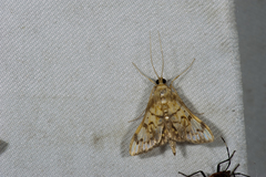 Neoanalthes nebulalis