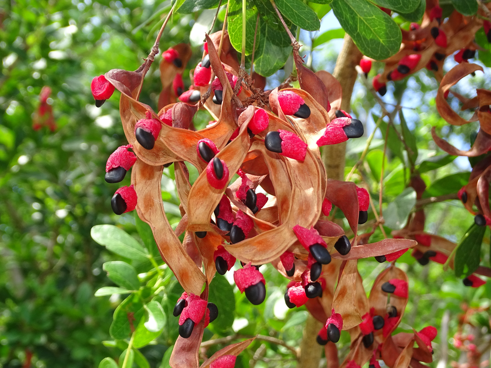 Guamúchil, coralillos y parientes (género Pithecellobium) · NaturaLista  Colombia, image size:2048x1536