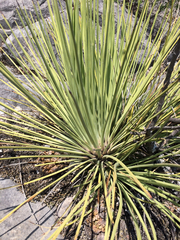 Agave striata