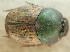 Onthophagus vacca