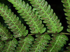 Steiropteris glandulosa